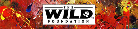 Melissa Ayr Wild Thing Banner Artist The Wild Foundation